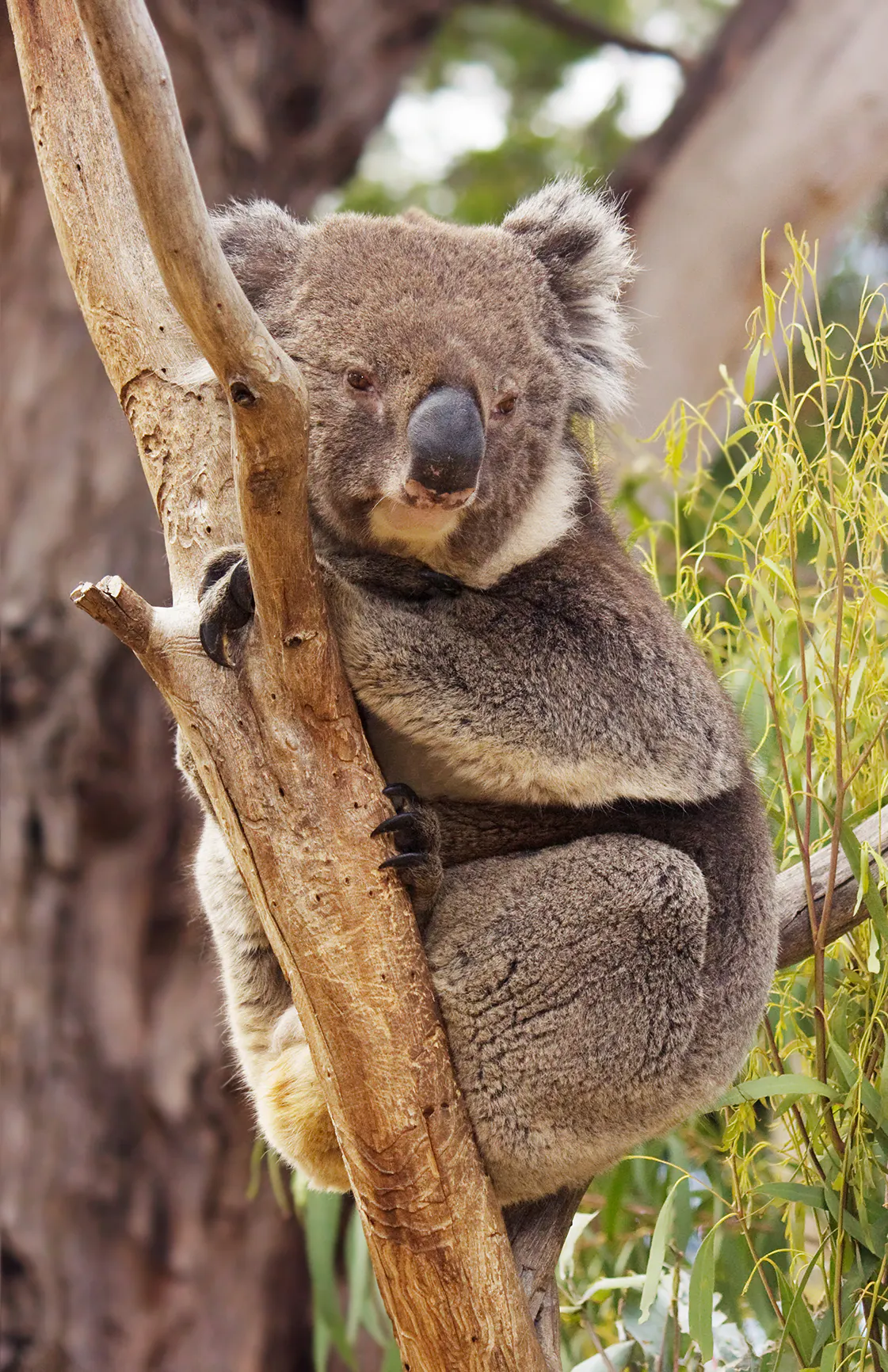 eastern-australian-temperate-forests-one-earth